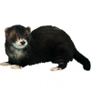 https://www.americanbreeder.com/images/com_adsmanager/categories/4268cat_t.jpg