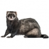 https://www.americanbreeder.com/images/com_adsmanager/categories/4270cat_t.jpg