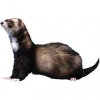 https://www.americanbreeder.com/images/com_adsmanager/categories/4271cat_t.jpg