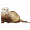 https://www.americanbreeder.com/images/com_adsmanager/categories/4272cat_t.jpg