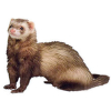https://www.americanbreeder.com/images/com_adsmanager/categories/4273cat_t.jpg