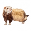 https://www.americanbreeder.com/images/com_adsmanager/categories/4274cat_t.jpg