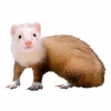 https://www.americanbreeder.com/images/com_adsmanager/categories/4276cat_t.jpg