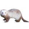 https://www.americanbreeder.com/images/com_adsmanager/categories/4279cat_t.jpg