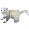 https://www.americanbreeder.com/images/com_adsmanager/categories/4280cat_t.jpg