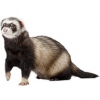 https://www.americanbreeder.com/images/com_adsmanager/categories/4282cat_t.jpg