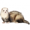 https://www.americanbreeder.com/images/com_adsmanager/categories/4283cat_t.jpg