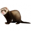 https://www.americanbreeder.com/images/com_adsmanager/categories/4284cat_t.jpg