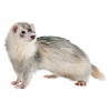 https://www.americanbreeder.com/images/com_adsmanager/categories/4285cat_t.jpg