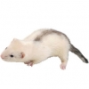 https://www.americanbreeder.com/images/com_adsmanager/categories/4287cat_t.jpg