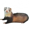 https://www.americanbreeder.com/images/com_adsmanager/categories/4290cat_t.jpg