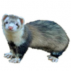 https://www.americanbreeder.com/images/com_adsmanager/categories/4296cat_t.jpg