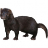 https://www.americanbreeder.com/images/com_adsmanager/categories/4298cat_t.jpg