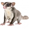 https://www.americanbreeder.com/images/com_adsmanager/categories/4322cat_t.jpg