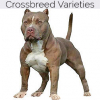 https://www.americanbreeder.com/images/com_adsmanager/categories/4333cat_t.jpg