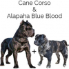 https://www.americanbreeder.com/images/com_adsmanager/categories/4343cat_t.jpg