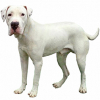 https://www.americanbreeder.com/images/com_adsmanager/categories/4344cat_t.jpg