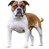 https://www.americanbreeder.com/images/com_adsmanager/categories/4345cat_t.jpg