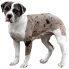 https://www.americanbreeder.com/images/com_adsmanager/categories/4347cat_t.jpg