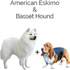 https://www.americanbreeder.com/images/com_adsmanager/categories/4348cat_t.jpg