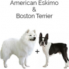 https://www.americanbreeder.com/images/com_adsmanager/categories/4350cat_t.jpg