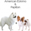 https://www.americanbreeder.com/images/com_adsmanager/categories/4357cat_t.jpg