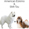 https://www.americanbreeder.com/images/com_adsmanager/categories/4358cat_t.jpg