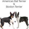 https://www.americanbreeder.com/images/com_adsmanager/categories/4362cat_t.jpg