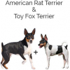 https://www.americanbreeder.com/images/com_adsmanager/categories/4365cat_t.jpg