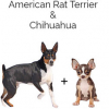 https://www.americanbreeder.com/images/com_adsmanager/categories/4367cat_t.jpg
