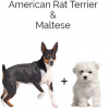 https://www.americanbreeder.com/images/com_adsmanager/categories/4368cat_t.jpg