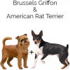 https://www.americanbreeder.com/images/com_adsmanager/categories/4370cat_t.jpg