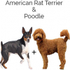 https://www.americanbreeder.com/images/com_adsmanager/categories/4371cat_t.jpg