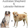 https://www.americanbreeder.com/images/com_adsmanager/categories/4376cat_t.jpg