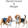 https://www.americanbreeder.com/images/com_adsmanager/categories/4378cat_t.jpg