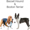 https://www.americanbreeder.com/images/com_adsmanager/categories/4383cat_t.jpg