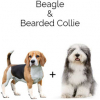 https://www.americanbreeder.com/images/com_adsmanager/categories/4390cat_t.jpg
