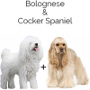 https://www.americanbreeder.com/images/com_adsmanager/categories/4398cat_t.jpg