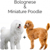 https://www.americanbreeder.com/images/com_adsmanager/categories/4399cat_t.jpg