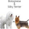 https://www.americanbreeder.com/images/com_adsmanager/categories/4400cat_t.jpg