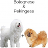 https://www.americanbreeder.com/images/com_adsmanager/categories/4402cat_t.jpg
