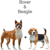 https://www.americanbreeder.com/images/com_adsmanager/categories/4404cat_t.jpg
