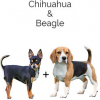https://www.americanbreeder.com/images/com_adsmanager/categories/4410cat_t.jpg