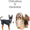 https://www.americanbreeder.com/images/com_adsmanager/categories/4411cat_t.jpg