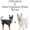 https://www.americanbreeder.com/images/com_adsmanager/categories/4412cat_t.jpg
