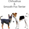 https://www.americanbreeder.com/images/com_adsmanager/categories/4418cat_t.jpg