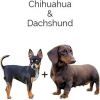 https://www.americanbreeder.com/images/com_adsmanager/categories/4419cat_t.jpg