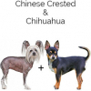 https://www.americanbreeder.com/images/com_adsmanager/categories/4422cat_t.jpg