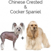 https://www.americanbreeder.com/images/com_adsmanager/categories/4423cat_t.jpg