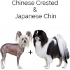 https://www.americanbreeder.com/images/com_adsmanager/categories/4425cat_t.jpg